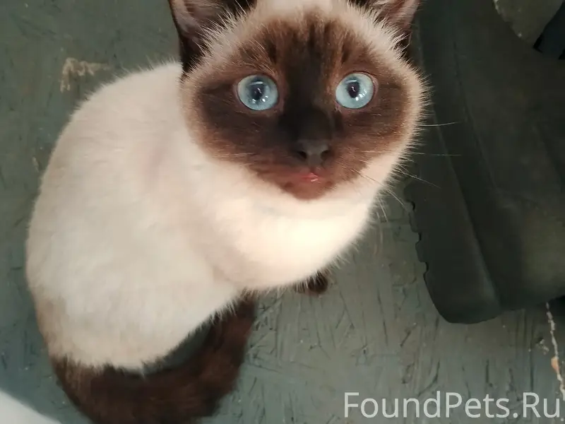 Пропал кот, Доможирово