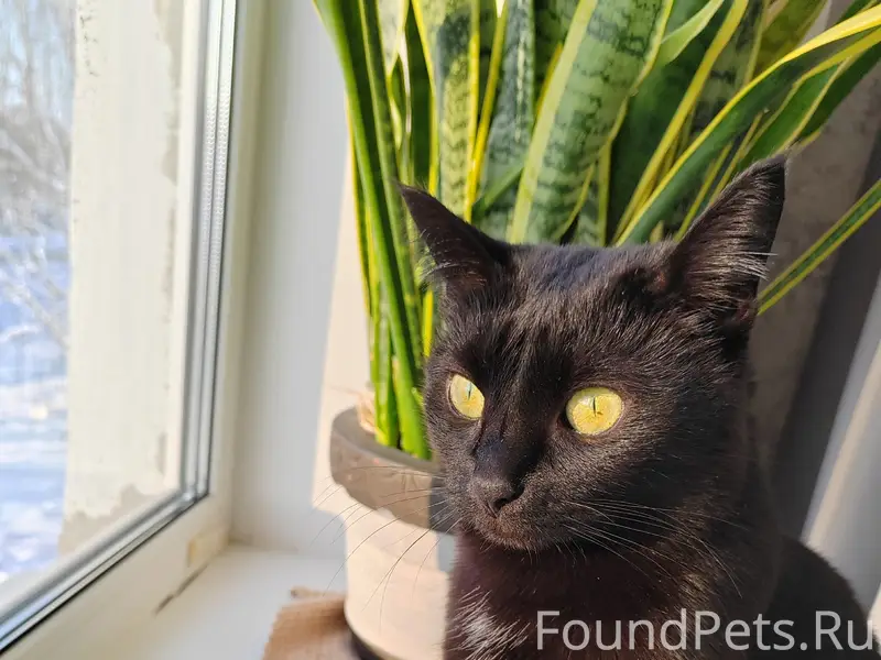 Пропала кошка Эля, Ворсма