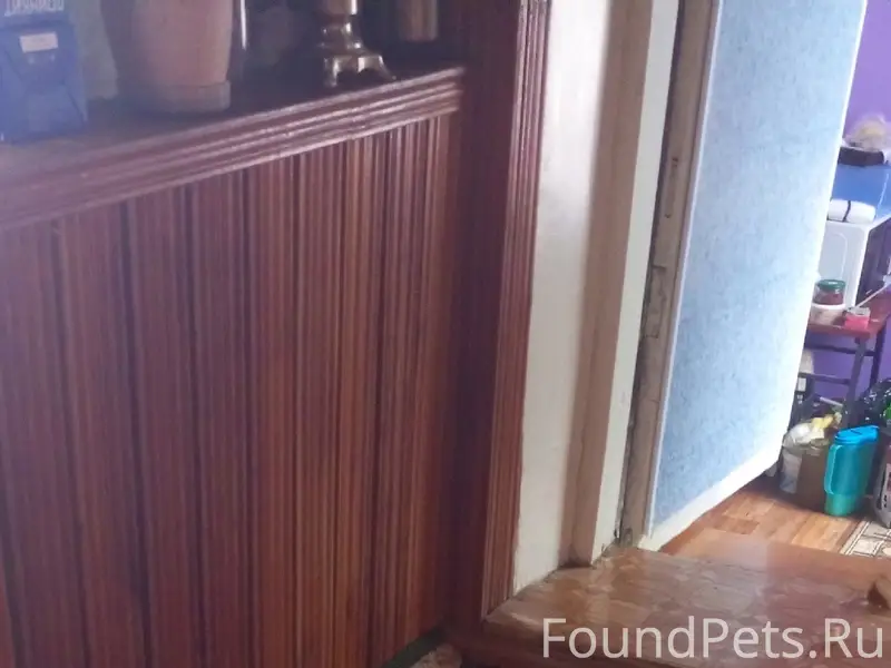 Найден кобель Пти Брабансон, ул. Котовского