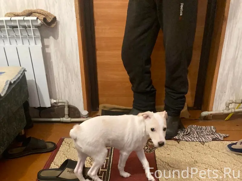 Найден мальчик-собака, перекресток улиц Гришина и Крупской