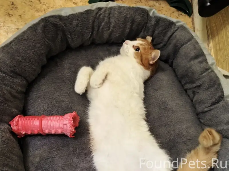 Пропал кот Рыжик, СНТ Химик-2