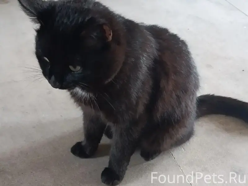 Пропал черный кот 