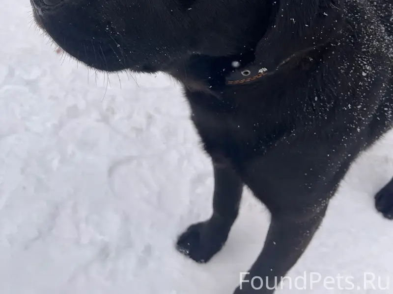 Найден лабрадор Леон, центр города