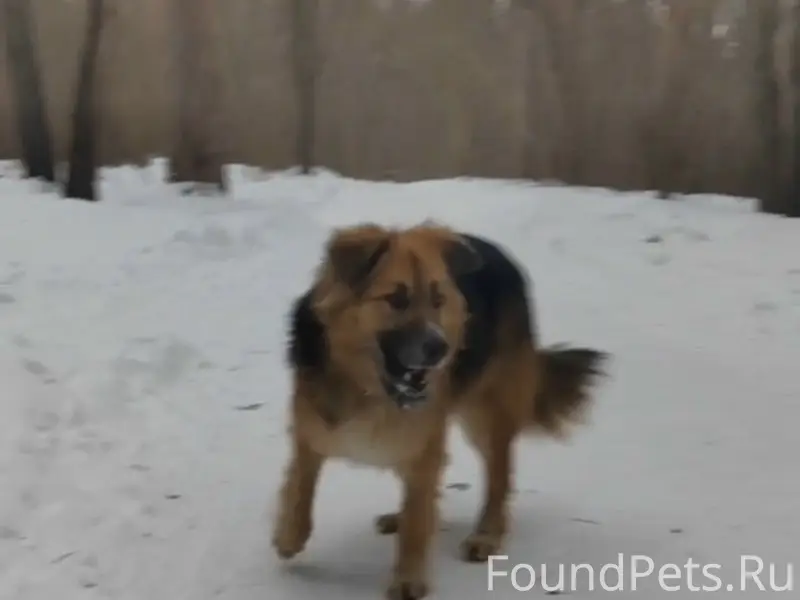 Пропала собака, Тольятти, 14 а квартал