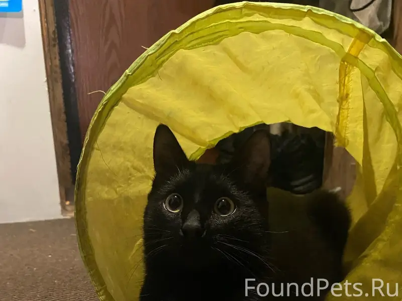 Пропал кот Балу, район улицы Вокзальная