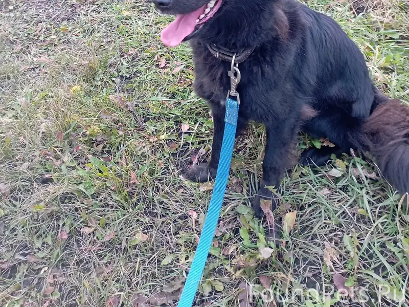 Пропала собака Дора, район пгт. Знаменка