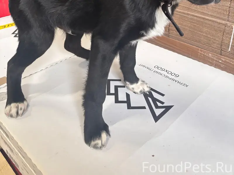 Найден тип собака, район гибдд адс