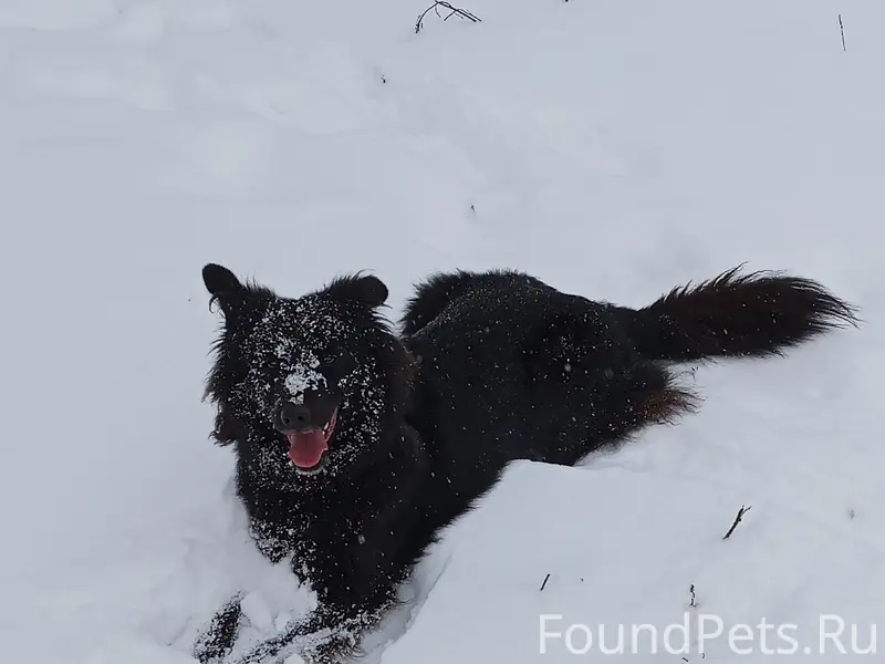 Пропала собака Дора, пгт. Знаменка