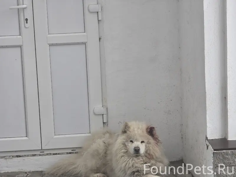 Пропала собака (самоед), Богородск