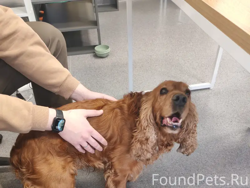 Найден тип собака, улица Лизы Чайкиной