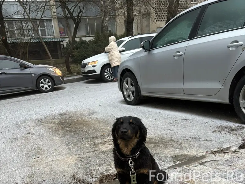 Найдена маленькая собака, г. Ставрополь