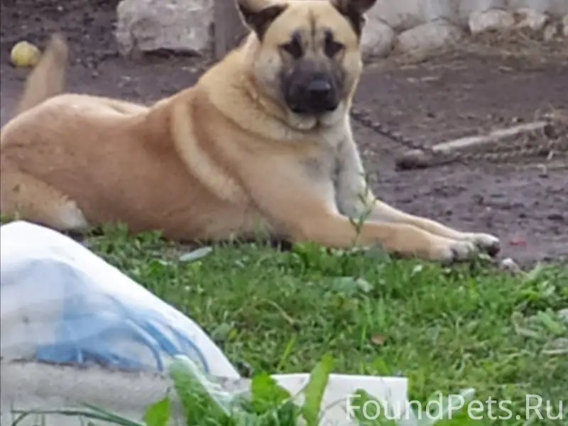 Пропала собака Тори