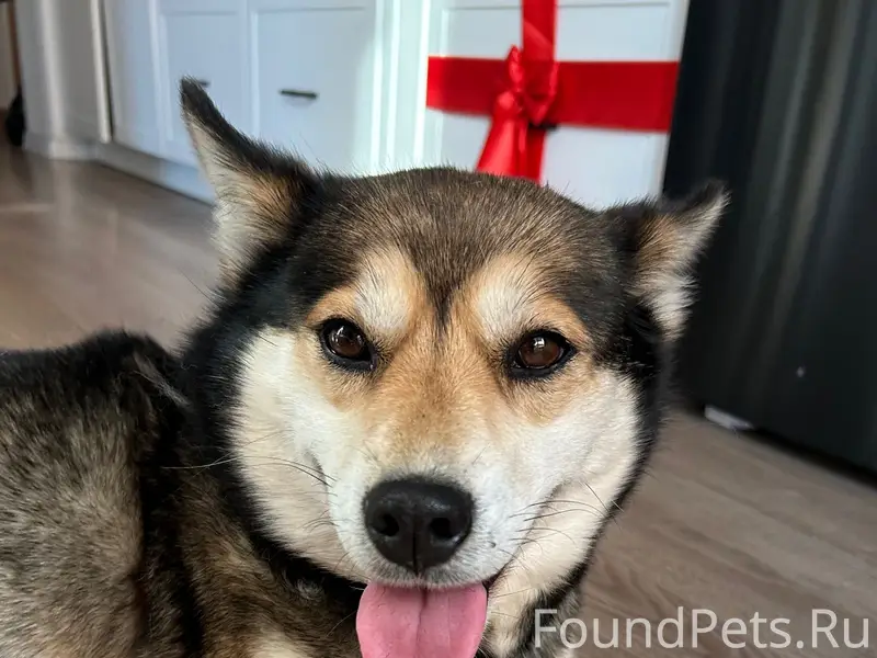 Найден щенок, на выезде на трассу