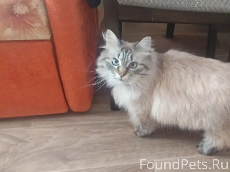 Пропал кот, ул. Советская