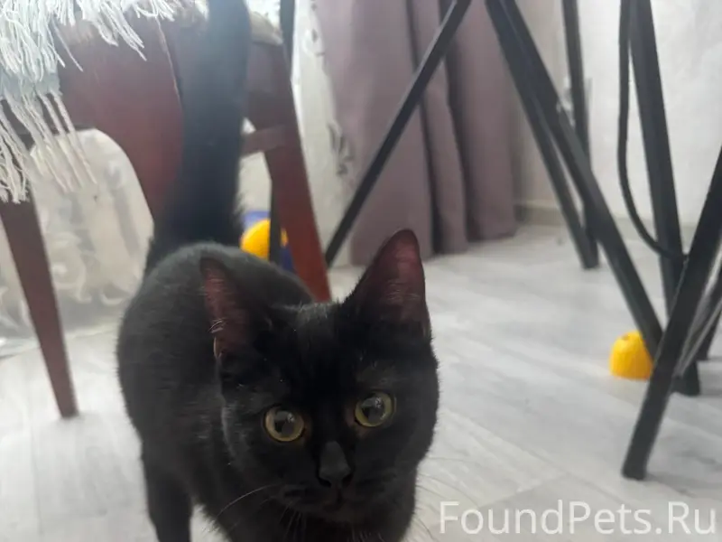 Найдена кошка, предположительно 2 месяца