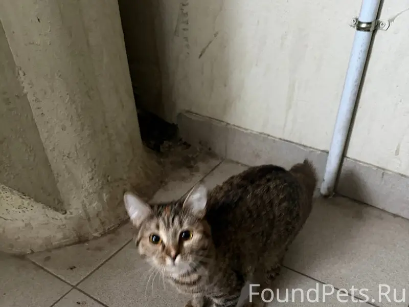 Найдена кошка, ул. Б. Хмельницкого, д. 73