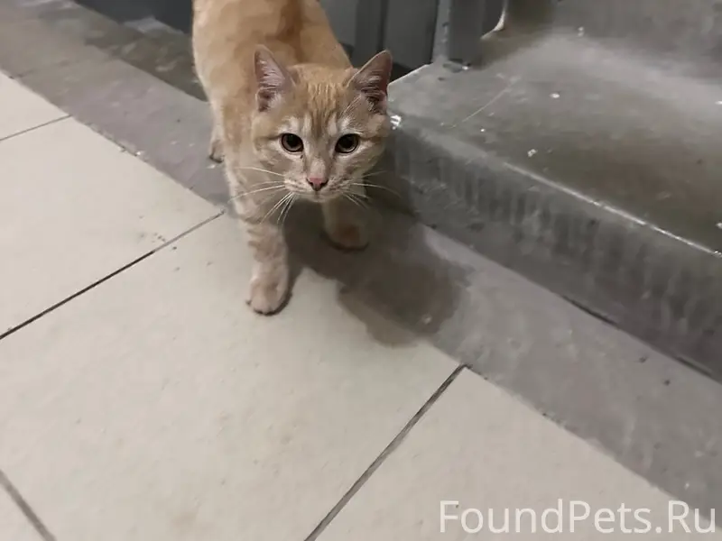 Найден персиковый кот-подросток, улица Герцена