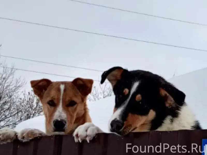 Пропали собаки