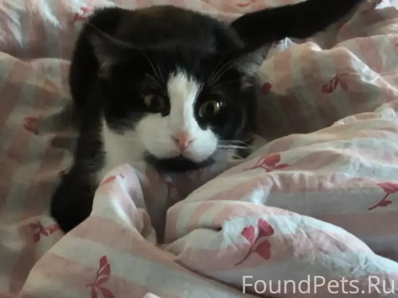 Пропал кот, неизвестно место пропажи