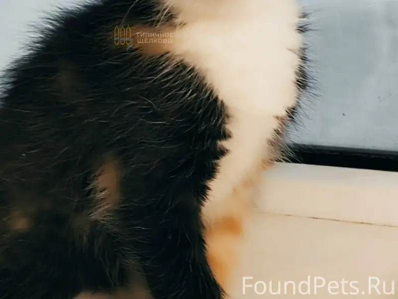 Найден котёнок, электричка