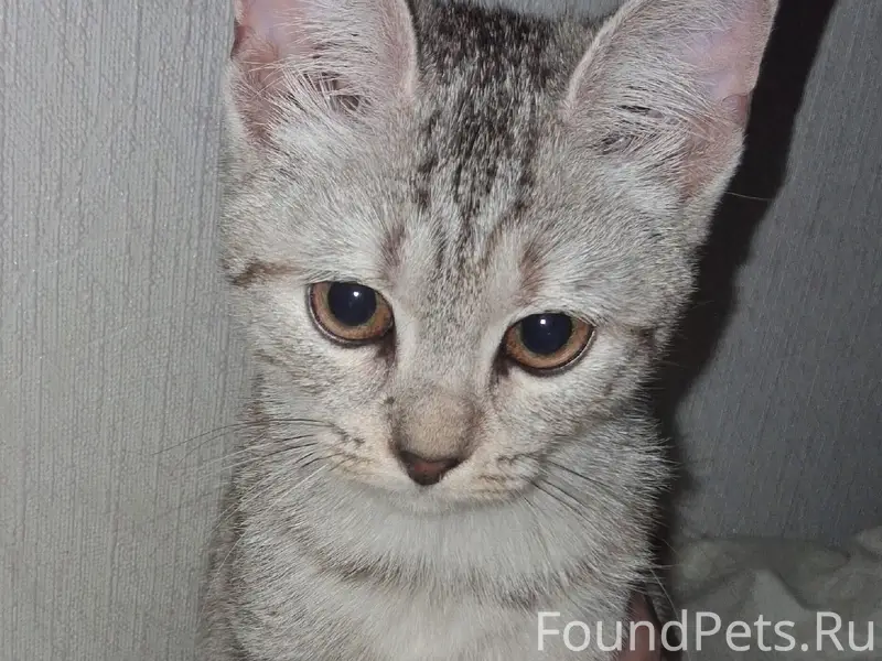 Найден котёнок, ул. Володарского