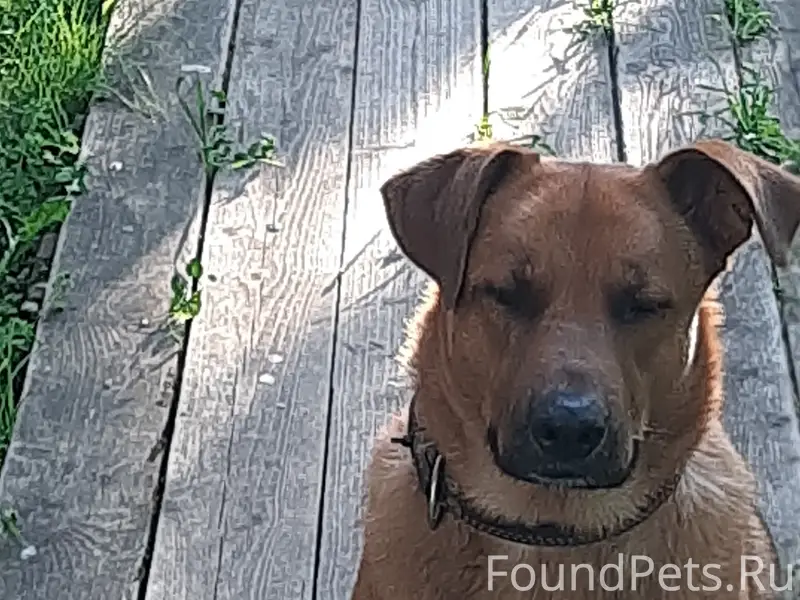 Пропал пёс, мальчик