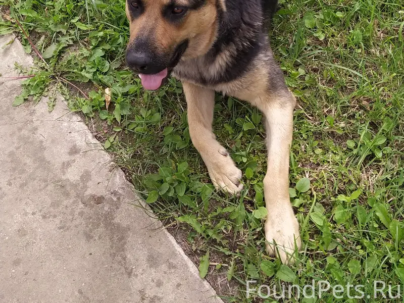 Пропала собака, район смп