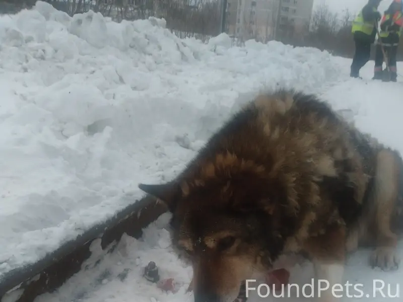 Найден кобель, Хромова