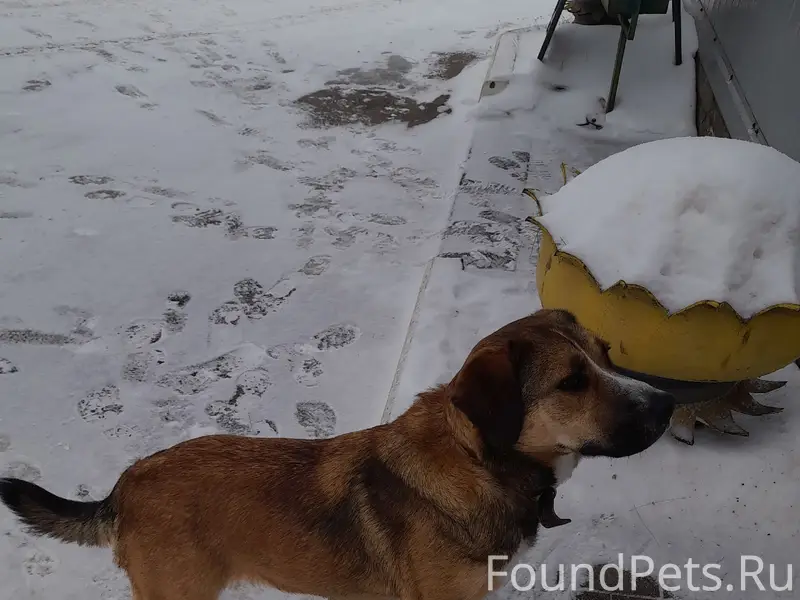 Найденна собака, Московский шоссе