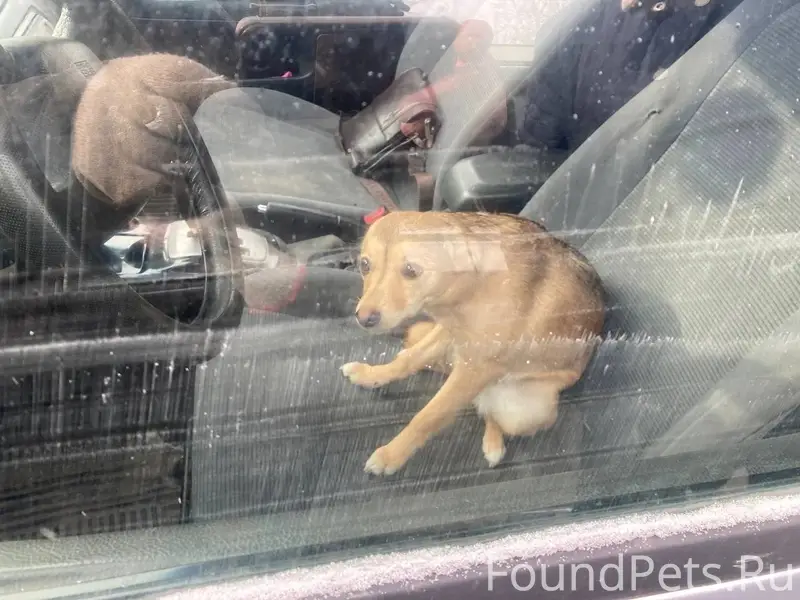 Найдена девочка щенок, Шадринск