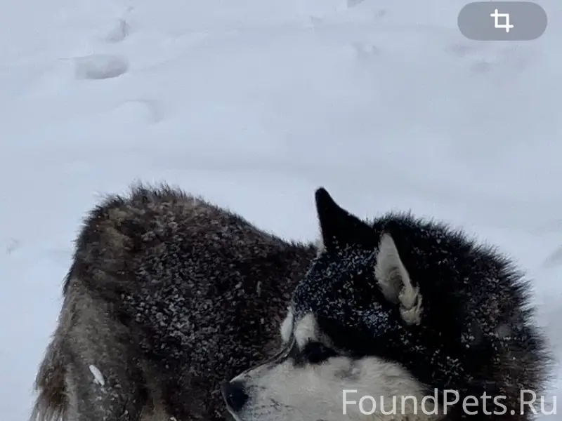Найден хаски, район Конева