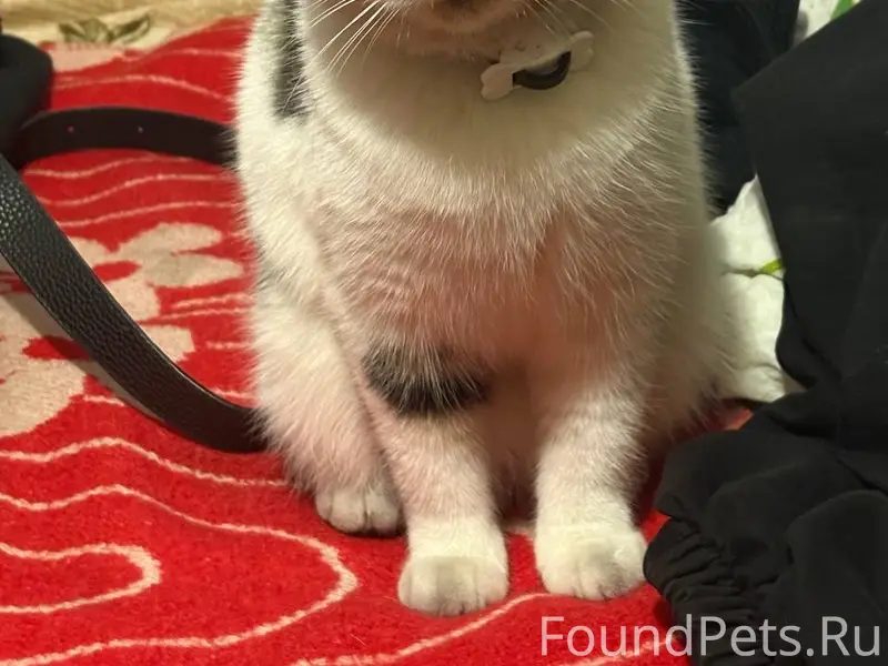 Пропал кот, трёхшёрстный, четвёртый участок