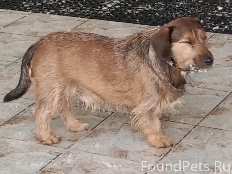 Найден пёс, Привокзальный район, г. Обнинск