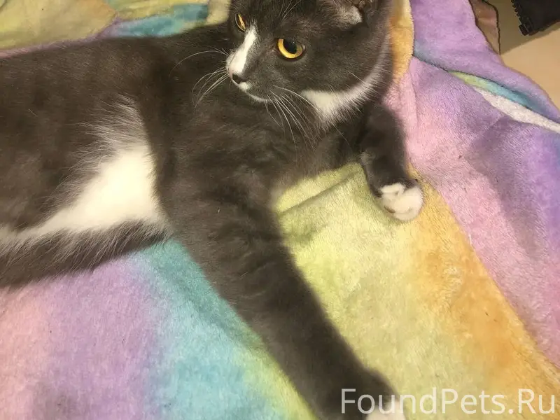 Пропал кот Гриша, Кучияк