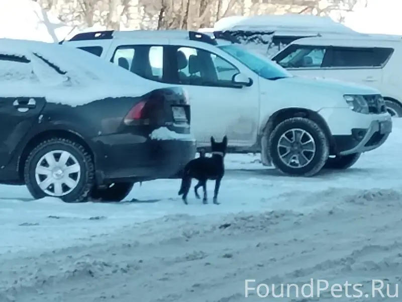 Найден щенок с ошейником, ул. 20 лет Победы