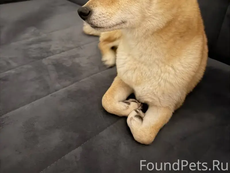 Пропала сиба-ину, около Болейко 4 б, Челябинск