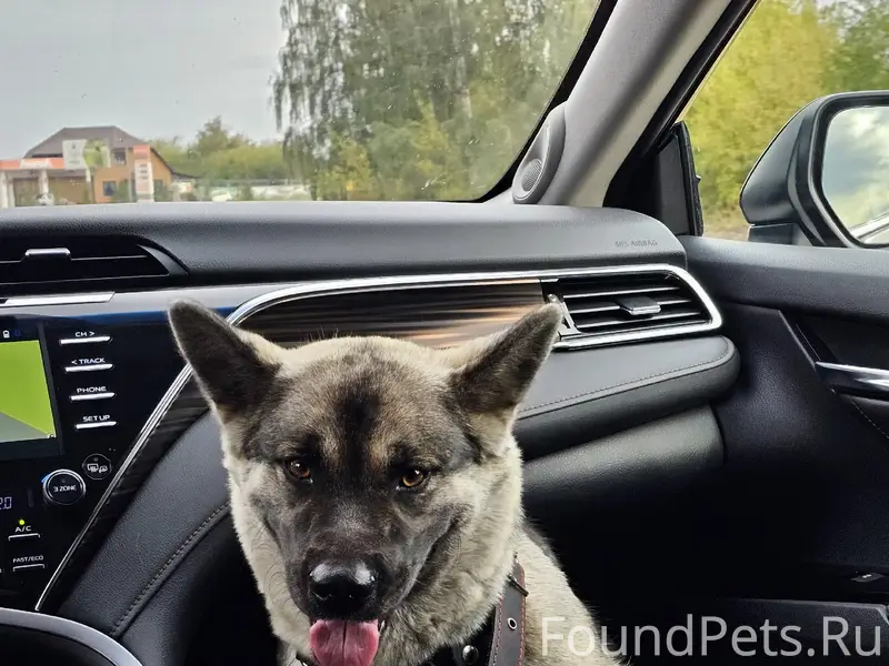 Пропала собака Пальма, район ул. Долева