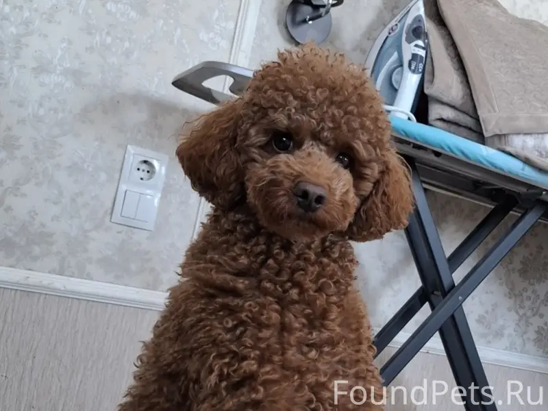 Пропала собака, Мелбугор