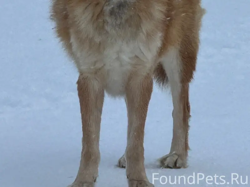 Найденная лайка в Емецке, Вологодская трасса