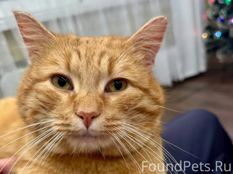 Пропал рыжий кот Рыжий, район «новинка»