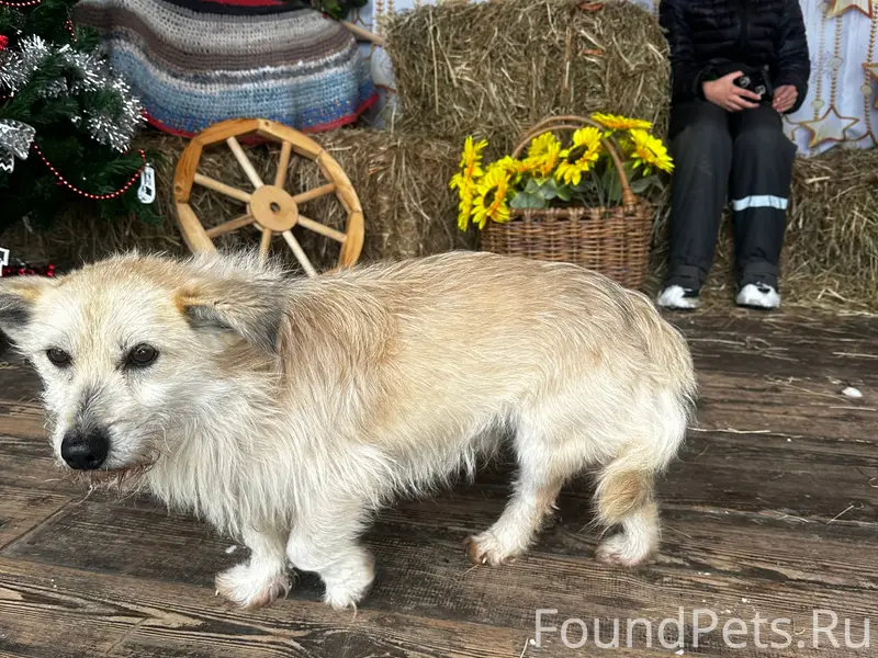 Найден рыжий кобель, Новые Дарковичи