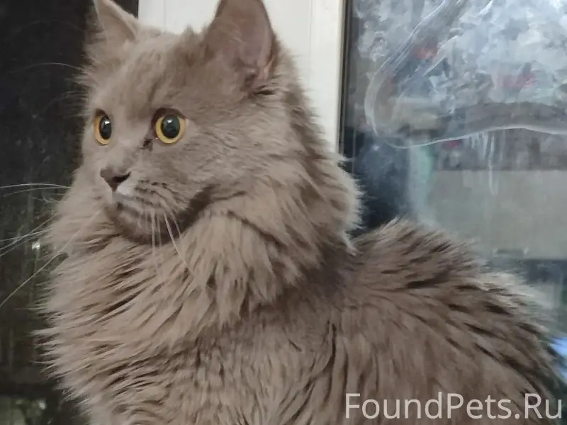 Найден кот, Калининский район