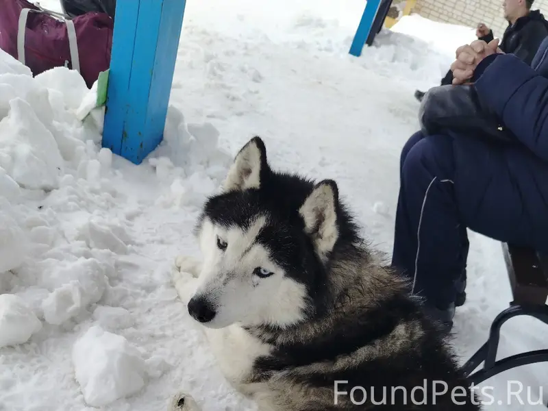 Пропала собака, автостанция