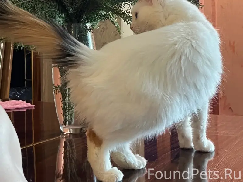 Пропала кошка, улица Марины Расковой