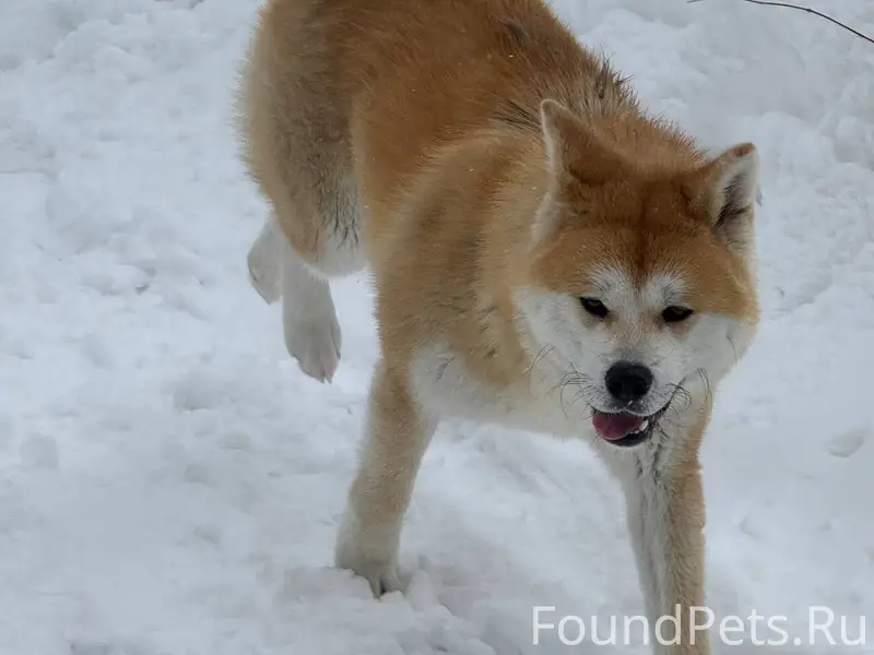 Найден кобель Акита Ину, д. Ройка, Нижегородская область