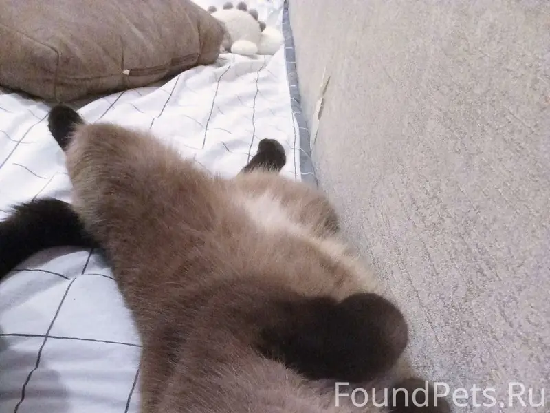 Пропала кошка, пр. Кораблестроителей