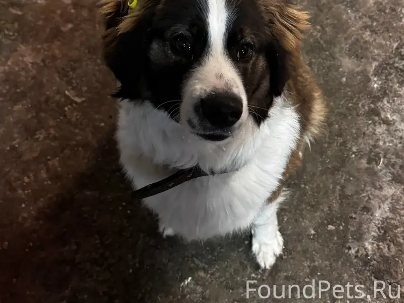 Пропал пёс Балу, город