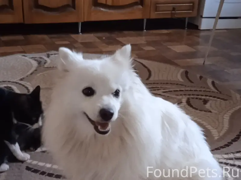 Пропала собака Умка