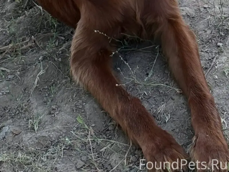 Пропал ирландский сеттер Порто, между Бобошино и Фелисово
