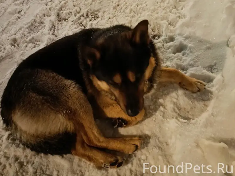 Найден пёс, г. Электросталь